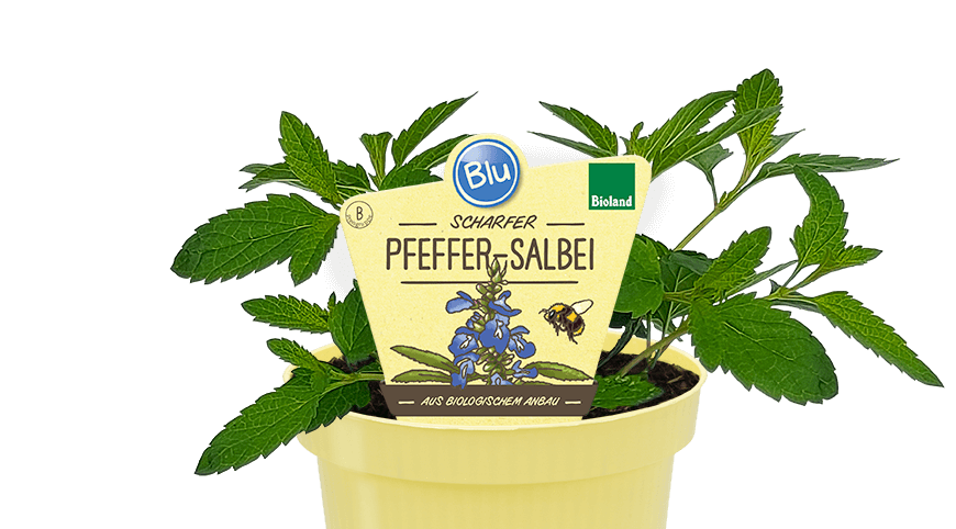 Blu - Scharfer Pfeffer-Salbei