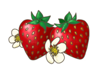 Blu 'Meraldo' Erdbeere