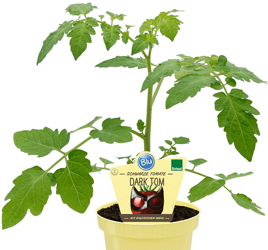 Blu - Schwarze Tomate Dark Tom