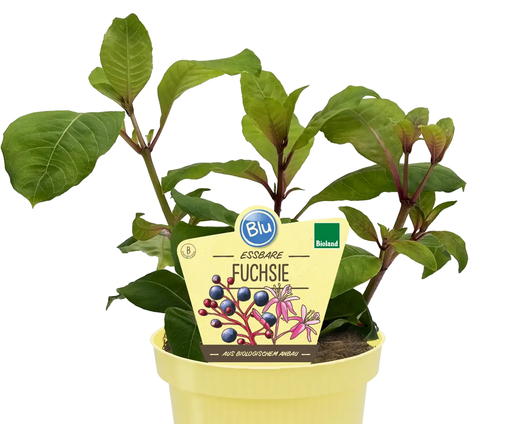 Blu - essbare Fuchsie