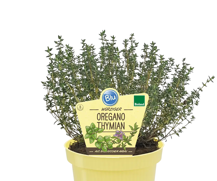 Blu - Würziger Oregano-Thymian