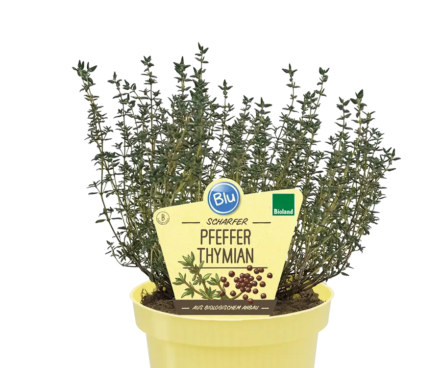 Blu - scharfer Pfeffer-Thymian