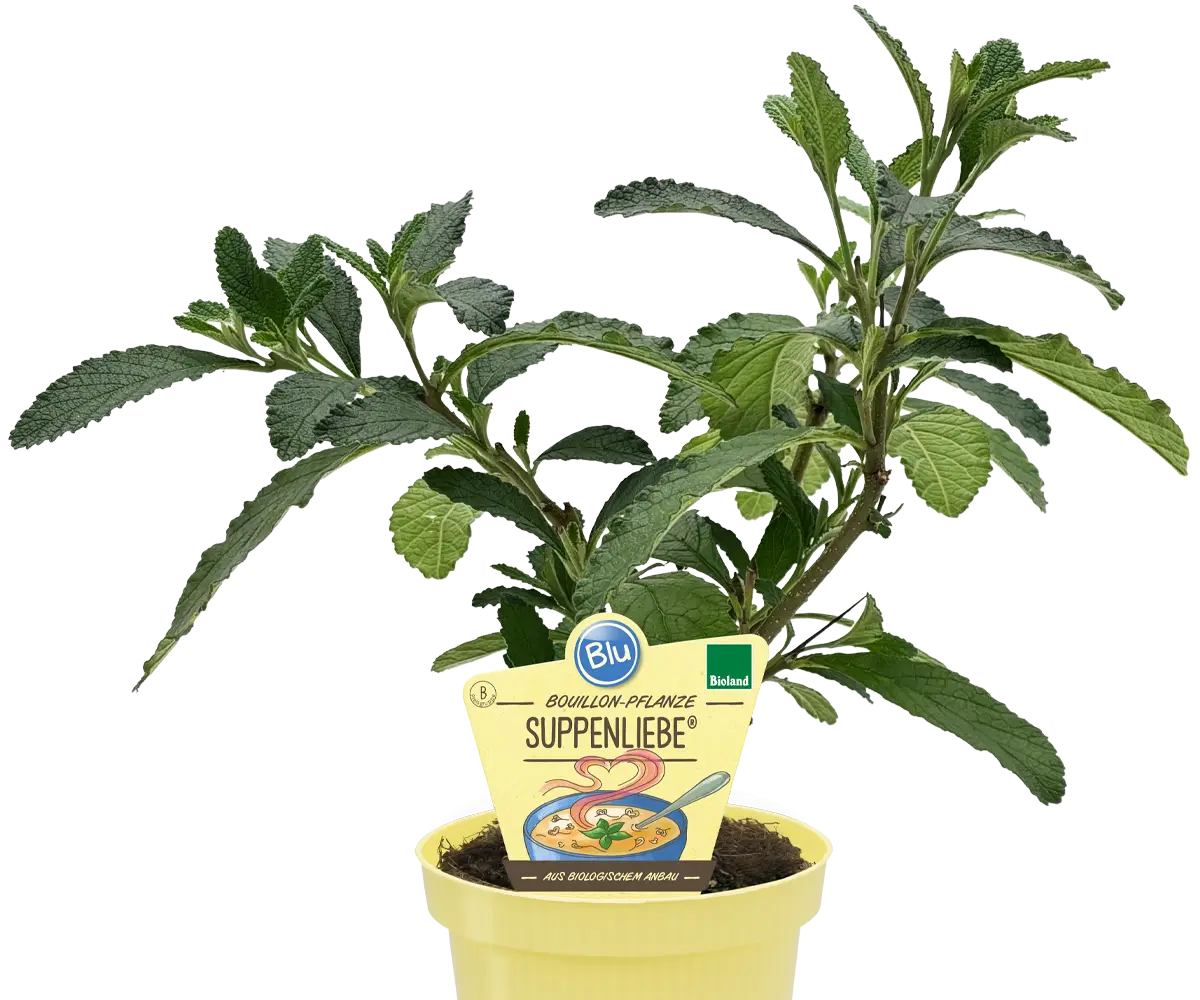 Blu - Bouillon-Pflanze Suppenliebe